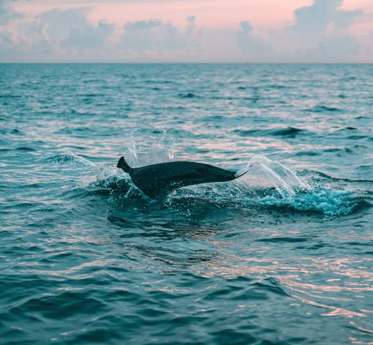 Dolphins in the natural environment