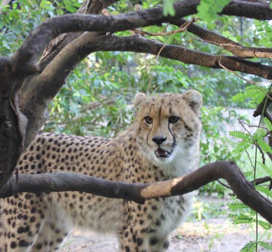 Cheetah’s Rock Wildlife Rescue Center