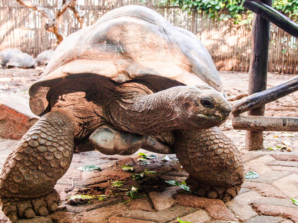 giant-turtles-prison